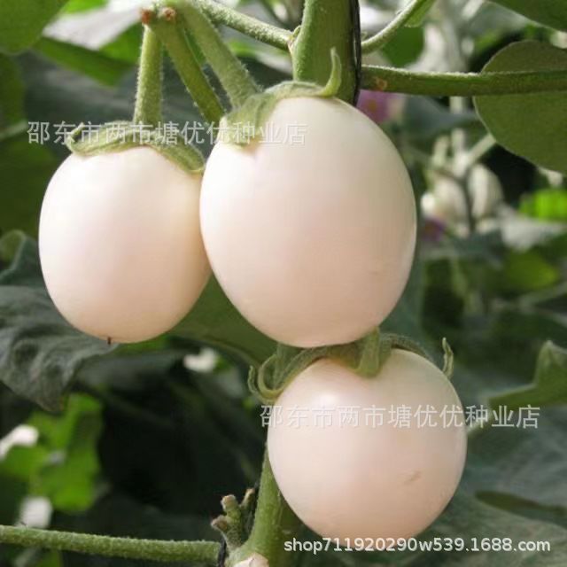 现货热卖鸡蛋茄种子白茄子籽种圆茄子籽种四季盆栽茄子egg eggplant seeds white eggplant seeds round eggplant seeds20260321
