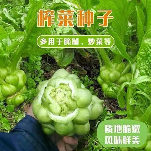 现货热卖疙瘩菜种子 榨菜菜种子大头菜种籽懒人榨菜高产耐热凉拌榨菜种孑Knotweed seeds, pickled mustard greens seeds, swede seeds20260323