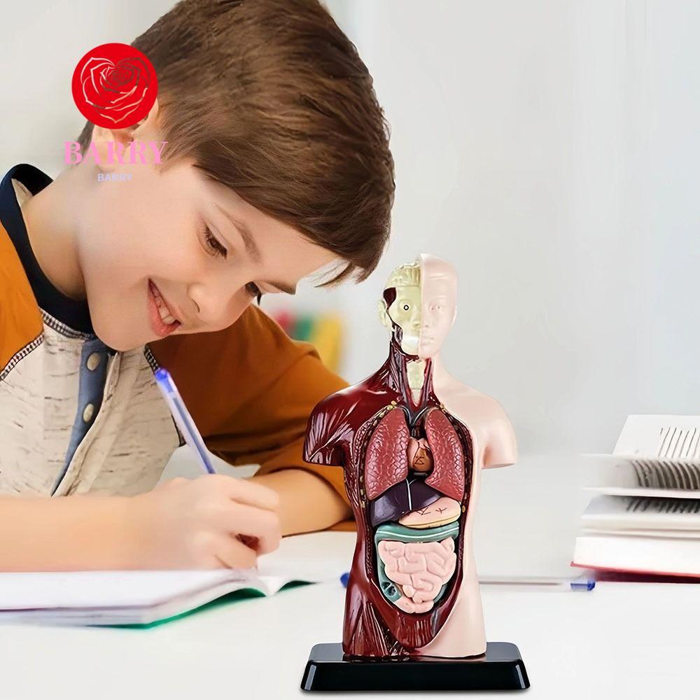 BARRY ลําตัวมนุษย์ Anatomy รุ่น,พลาสติก DIY หุ่น Human Body การศึกษา Prop, Anatomy Organ การสอนเครื่