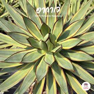อากาเว่เบอร์กันดี้ด่าง Agave Burnt Burgundy Marginata แคคตัส…