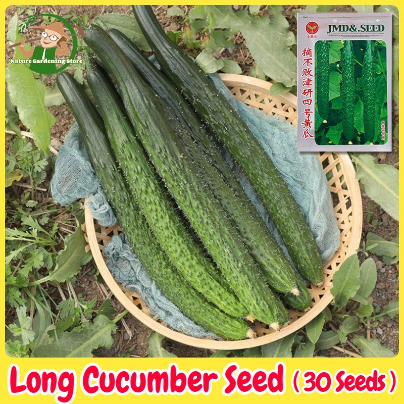 เมล็ดพันธุ์ แตงกวาญี่ปุ่น บรรจุ 30 เมล็ด Japanese Cucumber Seeds เมล็ดแตงกวาญี่ปุ่น F1 เมล็ดพันธุ์แท
