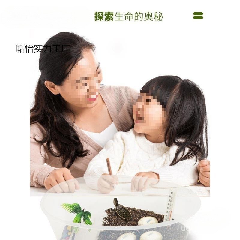 Living Hatching Turtle Turtle Turtle Can Grass Turtle Egg Turtle Flower Hatching Spermed Egg Brazili