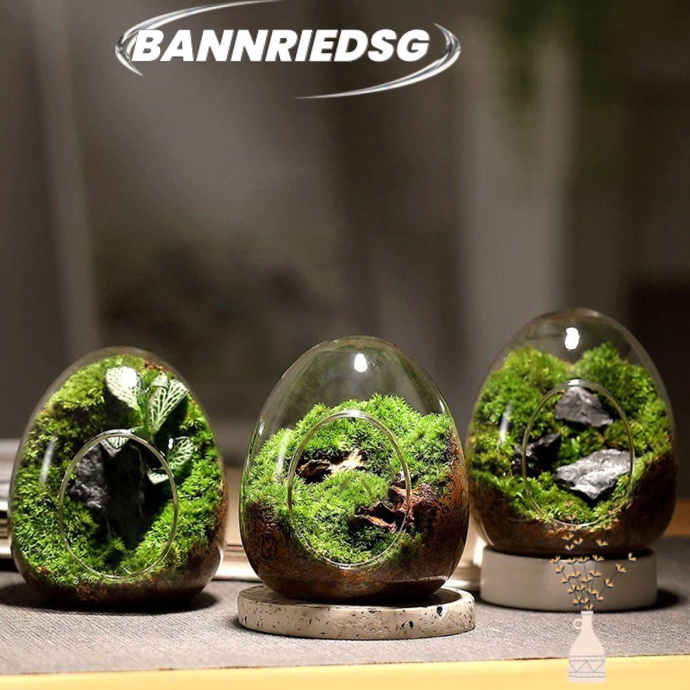 BANNRIEDSG989YR แจกันแก้วSucculent Creative Egg-shaped Hydroponic Micro Landscape Glass