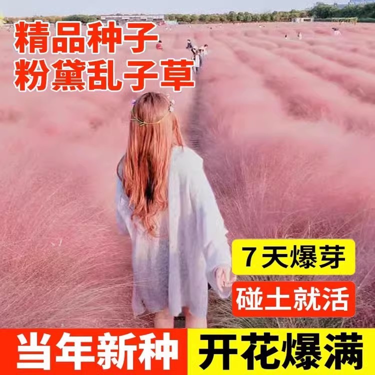 Ready Stock Instant Shipping Fendai Ranseed Grass Seed Grass Flower Seed Ranseed Grass Years Raw Flo