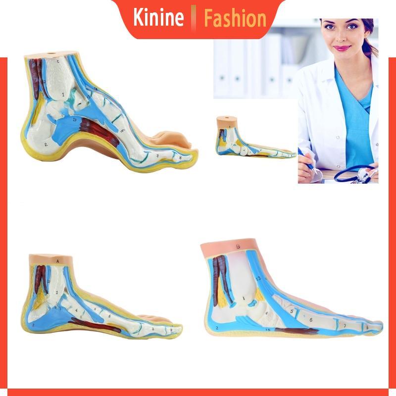 KIN Human Foot Anatomy Model Foot Anatomy Model สําหรับการสอนทางการแพทย์