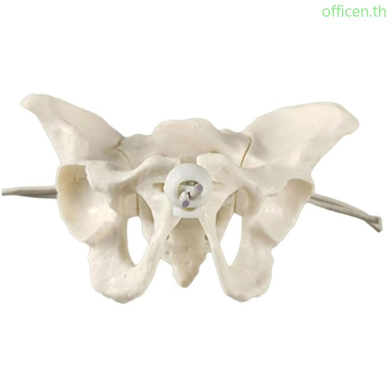 Cen Midwifery การสอนรุ่นหญิง Pelvis รุ่นช่วยสอนสําหรับนรีเวชวิทยา