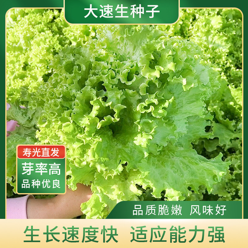 现货热卖大速生生菜种子汉堡生菜种籽四季春季秋季南方阳台盆栽农家蔬菜孑Da Su Fresh Lettuce Seeds, Burger Lettuce Seeds, All-Season2026032