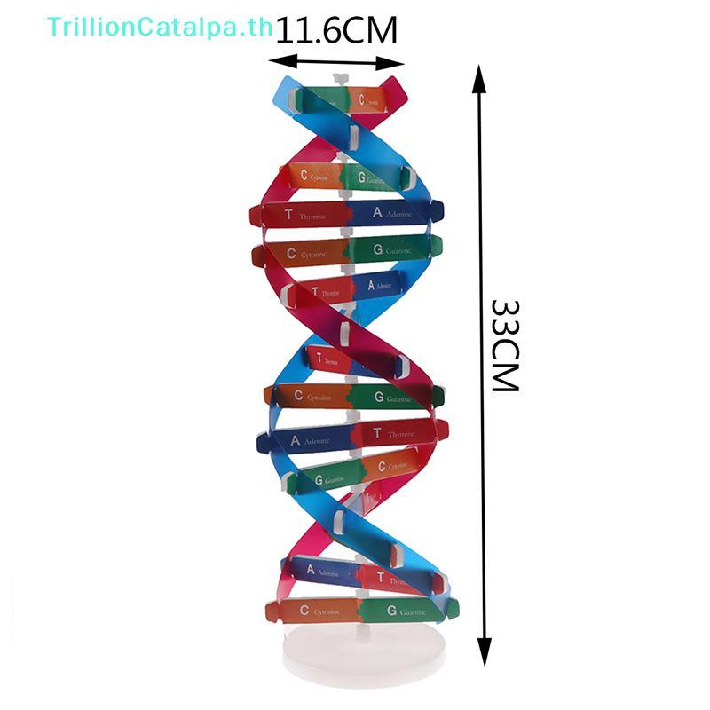TrillionCatalpa Human Genes DNA รุ่น Double Helix ของเล่นวิทยาศาสตร์การสอนการเรียนรู้การศึกษาของเล่น