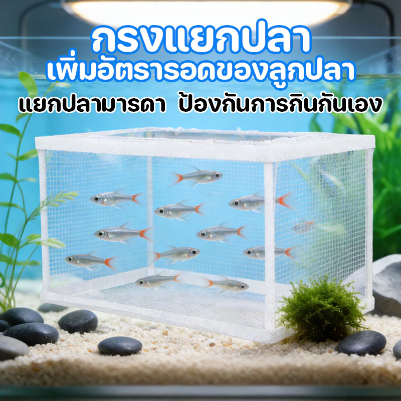 กล่องตาข่ายแยกปลาลูกปลา เพาะพันธุ์ปลา แยกฟักไข่ thumbnail 3