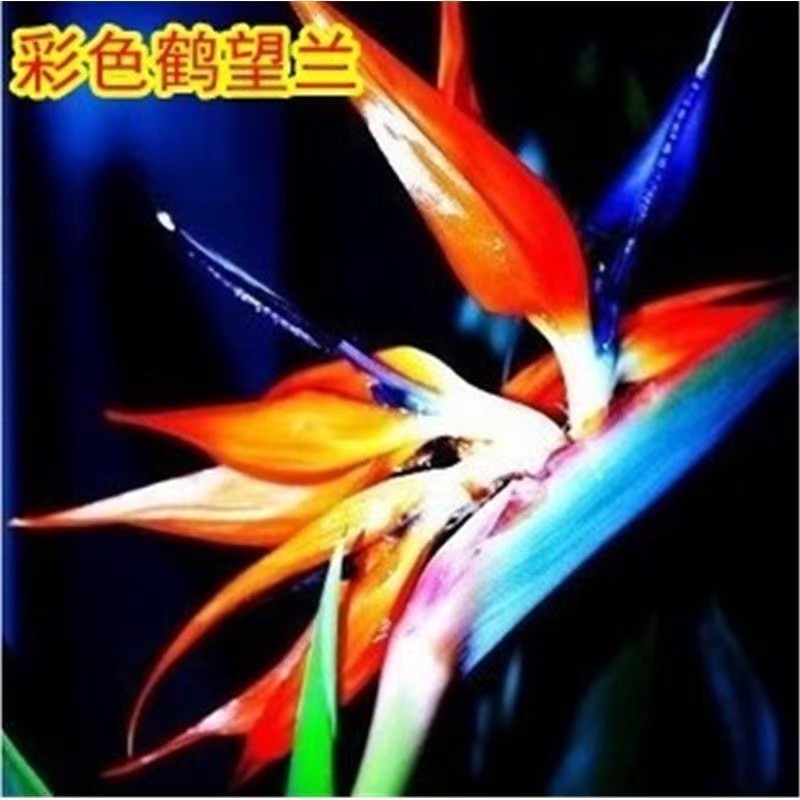 E-commerce Flower Crane Orchid Seeds Bird of Paradise Potted Bird of Paradise Seeds ในร่มกลางแจ้ง Fo