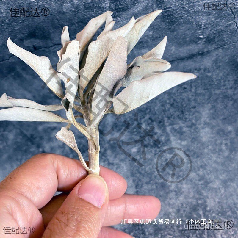 Sage white Whole Leaf California ขาดน้ําขาว ถุงรมควันแห้ง KVMQ