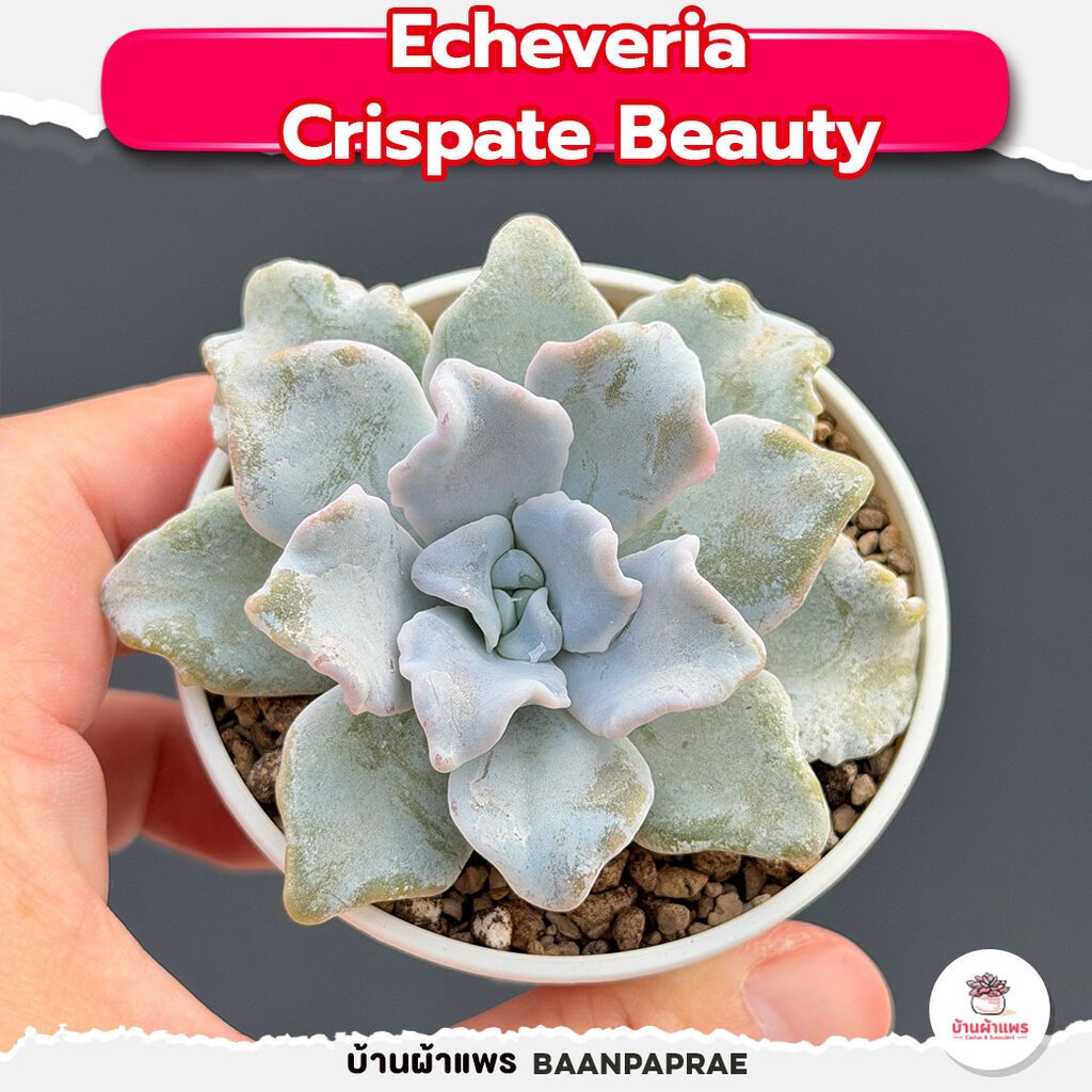 รวมกุหลาบหินและไม้อวบน้ำ หลายสายพันธุ์ ส่งทั้งกระถาง cactus&succulent - รูปที่ 2