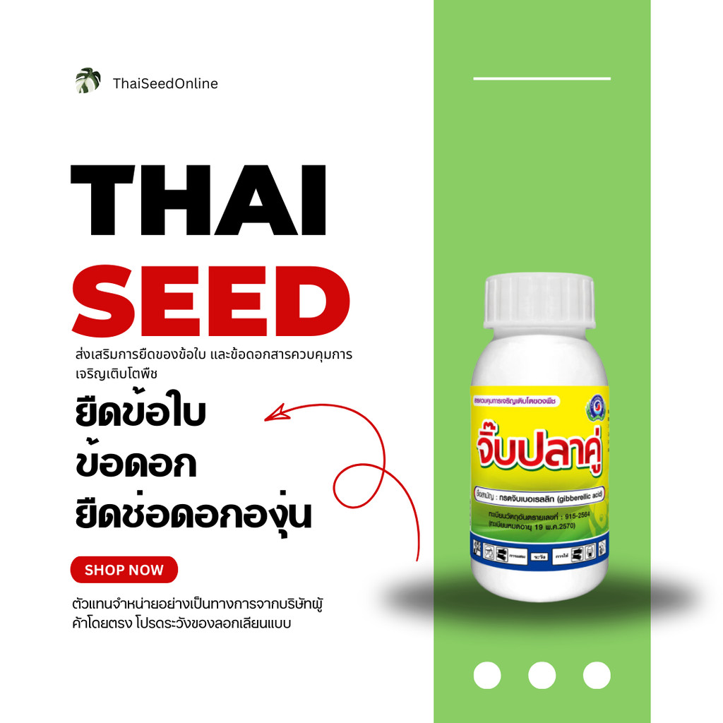 PTU 100 ซีซี จิ๊บเบอร์เรลลิก แอซิด Gibberellins (GAs) บริษัทเทพวัฒนา เครือเดียวกับบริษัท แพลนเตอร์ ย
