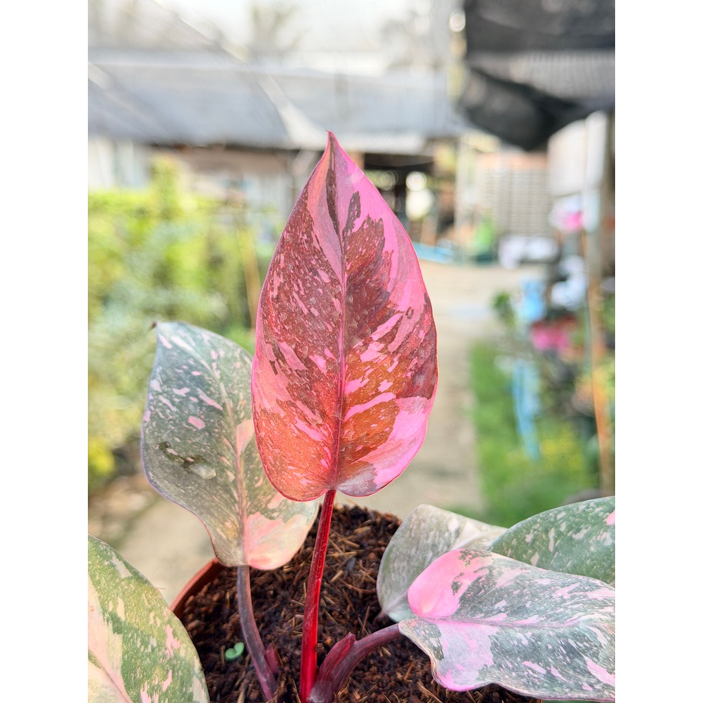 ฟิโลเดนดรอน พิงค์ปริ้นเซส กาแล็กซี่ (Philodendron Pink Princess Galaxy) กระถาง 4 นิ้ว - มุมมองที่ 6