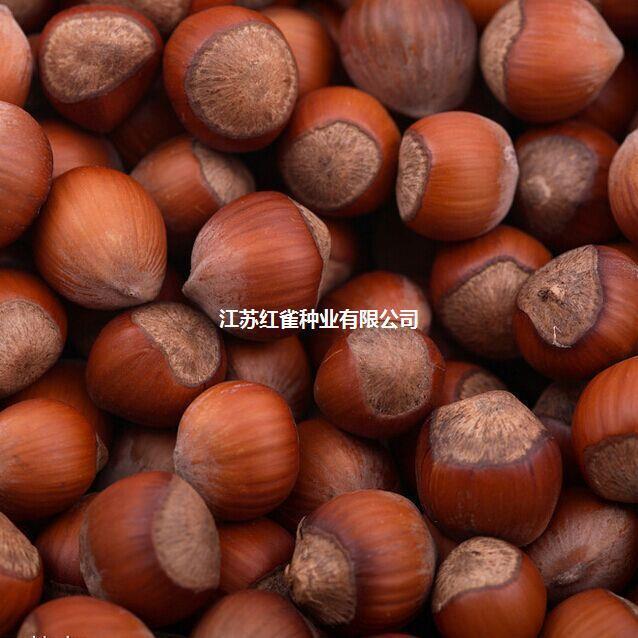 พร้อมสต็อกจัดส่งที่รวดเร็ว เมล็ดอoka Oak Seeds Oak Seeds Red Oak Chestnut Cocoon Elephant Tree Baby 