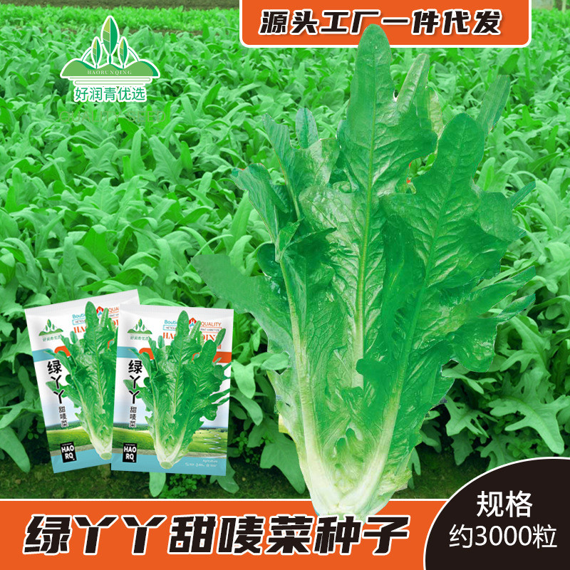 现货热卖绿丫丫甜唛菜种子花芽甜麦菜种籽四季盆栽油麦菜开丫沙拉菜生菜籽Green Yaya Sweet Mustard Greens Seeds, Flower Bud Sweet Mustard Gr