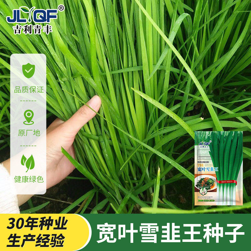 791 กว้าง-Leaf Leek เมล็ดหิมะ Leek รากเมล็ด Four Seasons ไม่มี Dormant ระเบียงกระถางปลูกทนความร้อน C