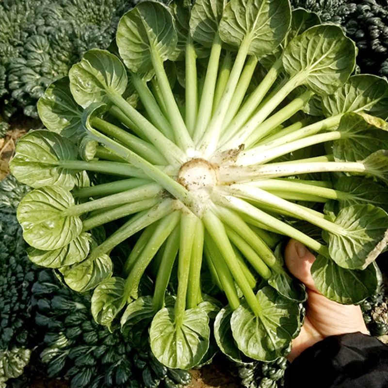 QW RED เมล็ดพันธุ์ กวางตุ้งญี่ปุ่น แทตฉ่อย บรรจุ 450เมล็ด Tatsoi Seed Organic Vegetable Seeds for Pl