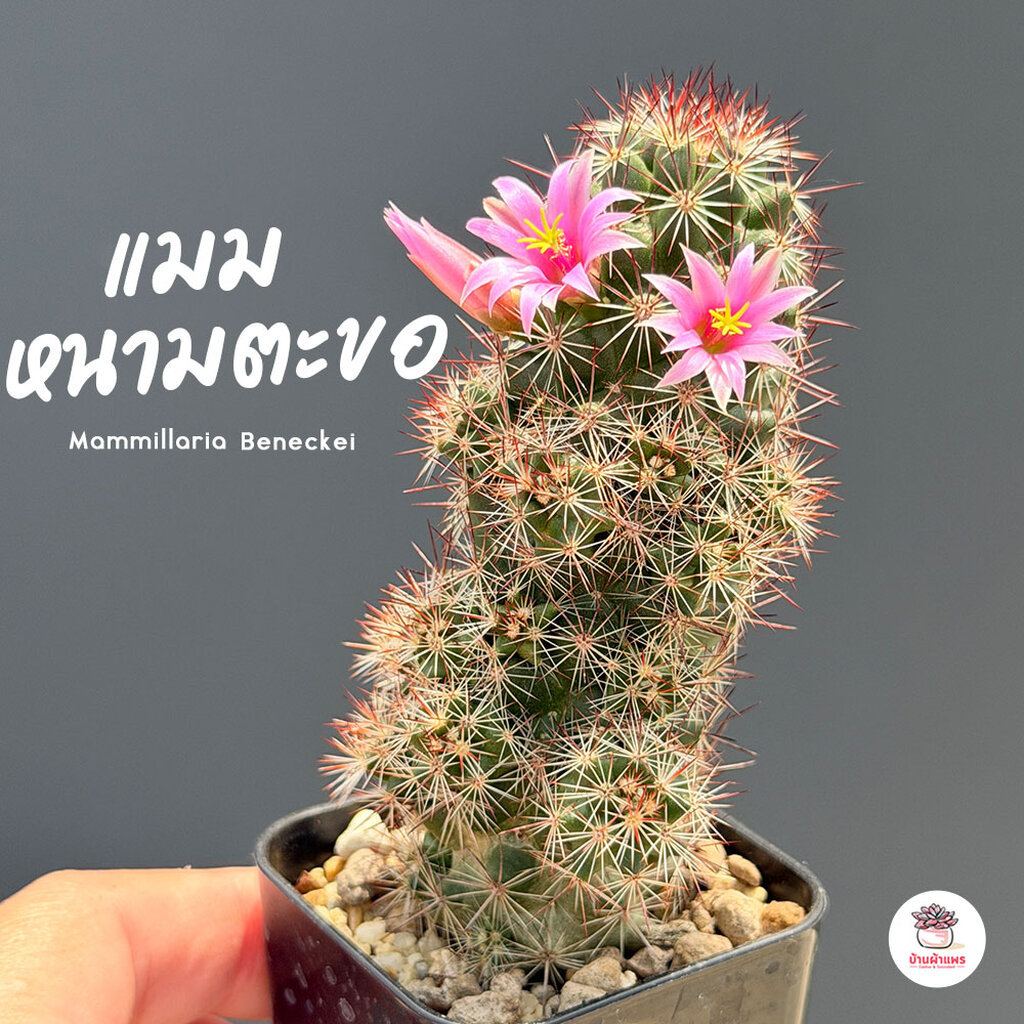 แมมหนามตะขอดอกเหลือง Mammillaria Beneckei แคคตัส กระบองเพชร cactus&succulent