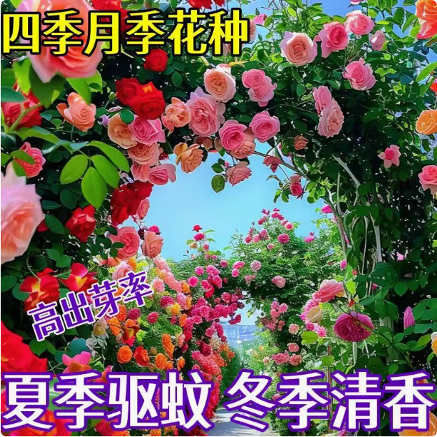 现货*跨境批发蔷薇花种子爬藤月季花种子全年开花爬藤攀援Cross-border Wholesale Rose Seeds Climbing Rose Seeds20260322