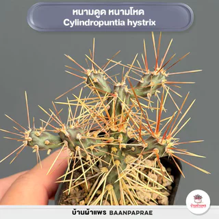 รวมโอพันเทีย หูกระต่าย Mix Opuntia worthia หลายสายพันธุ์ ส่งทั้งกระถาง cactus&succulent