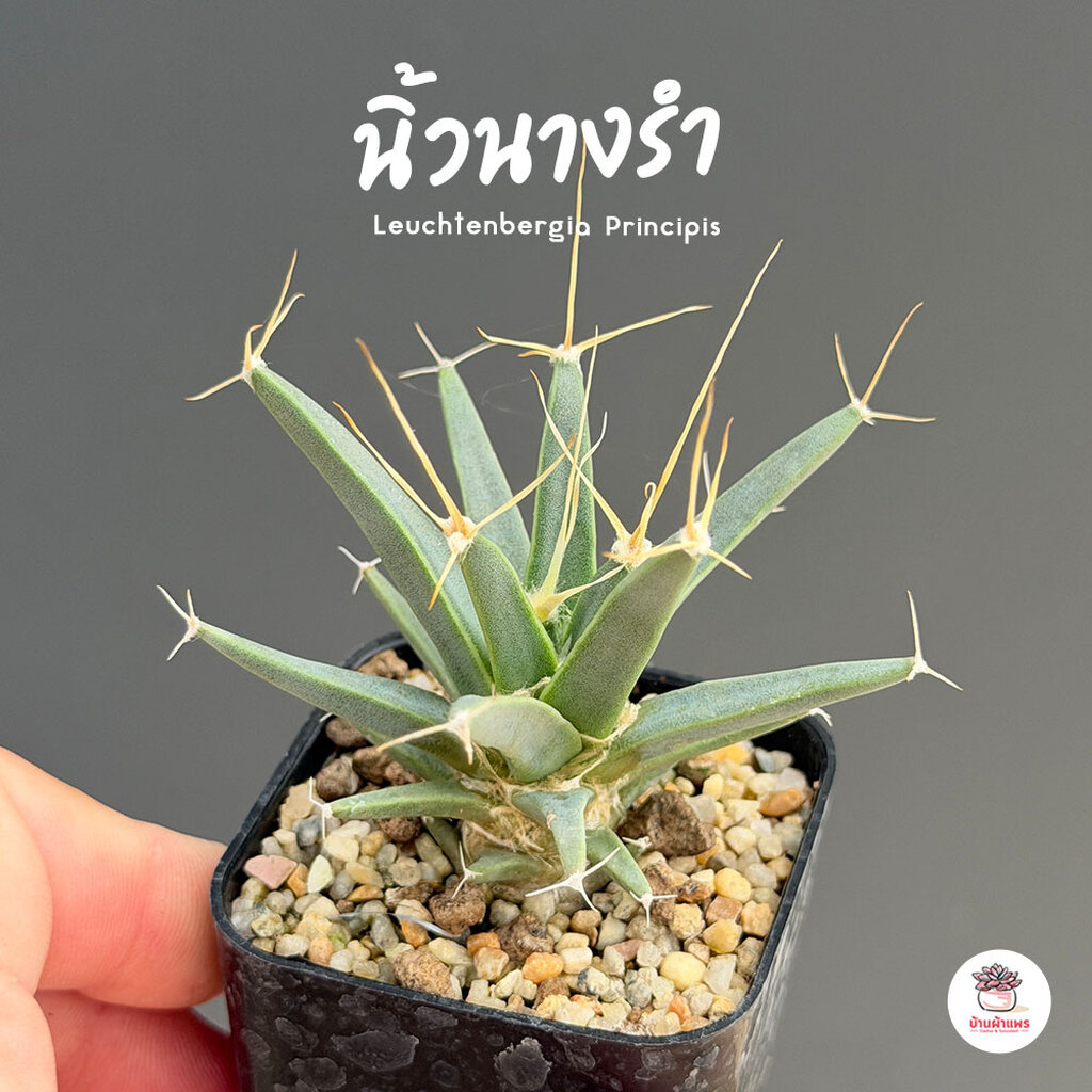 นิ้วนางรำ Leuchtenbergia Principis แคคตัส กระบองเพชร cactus&succulent