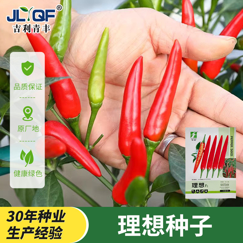 พร้อมสต็อก Fast Shipping Ideal Seed Seeds เมล็ดพริกไทยเผ็ด Millet Pepper Saplings ฤดูใบไม้ผลิ Four S