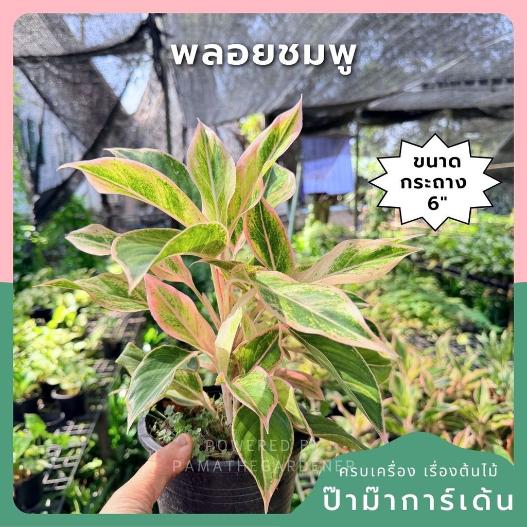 อโกลนีมา พลอยชมพู (ออโรร่าชมพู) กระถาง 6 นิ้ว - Aglaonema Siam Aurora