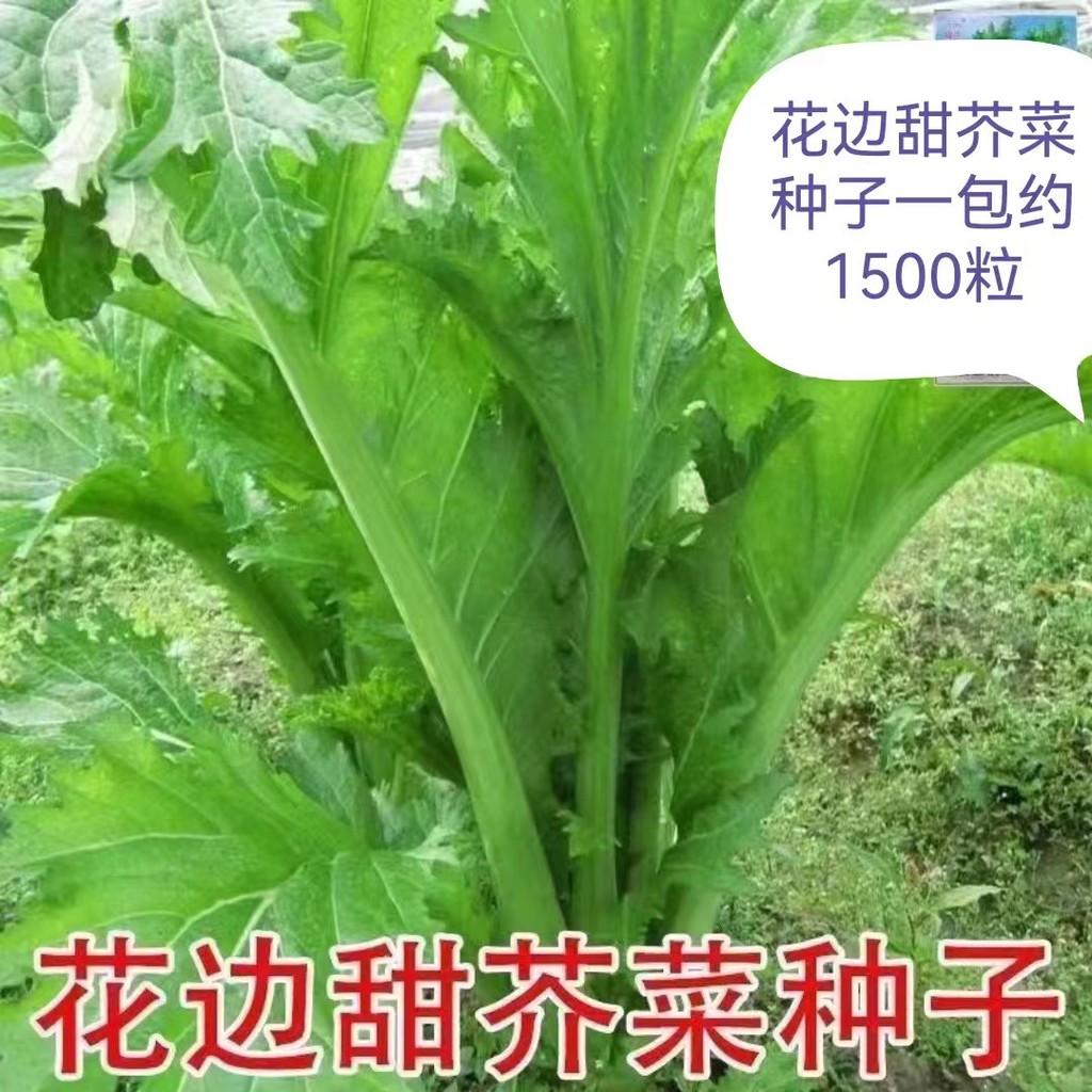 现货热卖花边甜芥菜种子农家甜芥菜青菜蔬菜种籽叶子菜阳台易种四季播耐寒Lace Sweet Mustard Seed Farmhouse Sweet Mustard Green Vegetable202