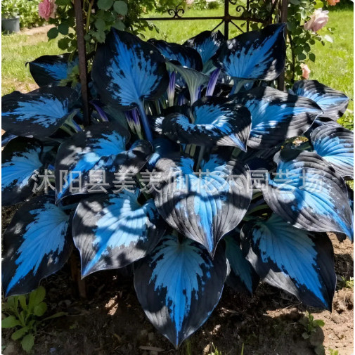 现货*(电商进货) 玉簪种子耐寒耐阴多年生玉春棒白鹤花玉泡花花种籽子(E-commerce sourcing) Hosta seeds are cold-hardy and shade-toleran