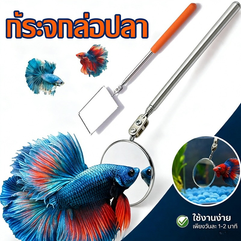 ไม้ล่อปลากัด กระจกปลากัด กระจกล่อปลา กระจกส่องปลากัด สี่เหลี่ยม ขนาดวงกลมใหญ่พอดะวปลากัด