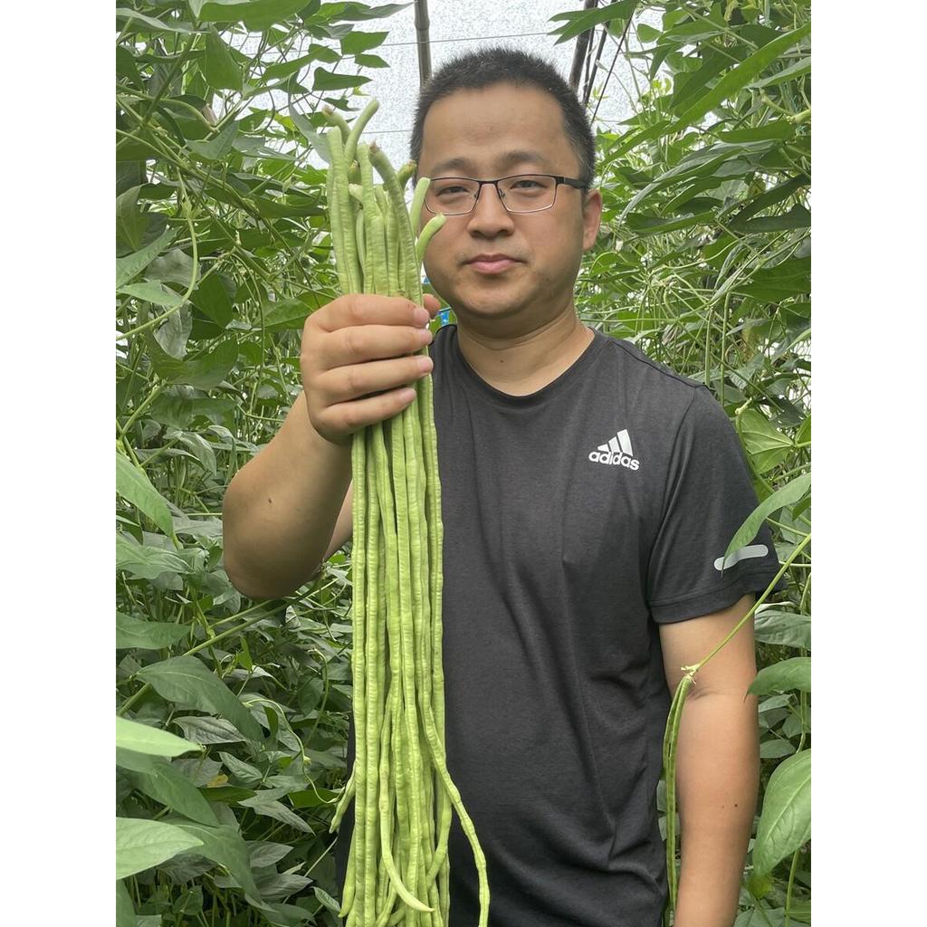 现货*豇豆种子蔬菜种籽长四季豆芸豆春秋季豆角种籽大全孑蔬菜种苗豆种Cowpea seeds, vegetable seeds, long green beans, kidney beans, spri