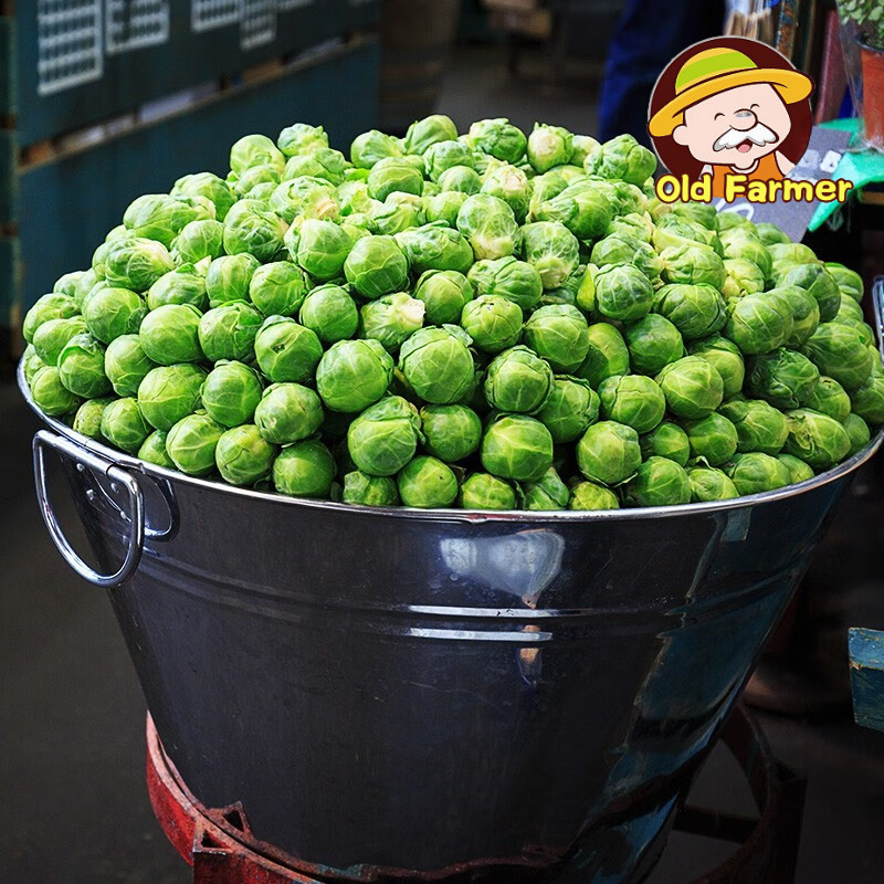 20 เมล็ด เมล็ดพันธุ์ กะหล่ำดาว Brussels Sprouts Seeds บอนไซ เมล็ดพันธุ์พืช เมล็ดผักสวนครัว เมล็ดพันธุ์ผัก เมล็ดผัก - รูปที่ 6
