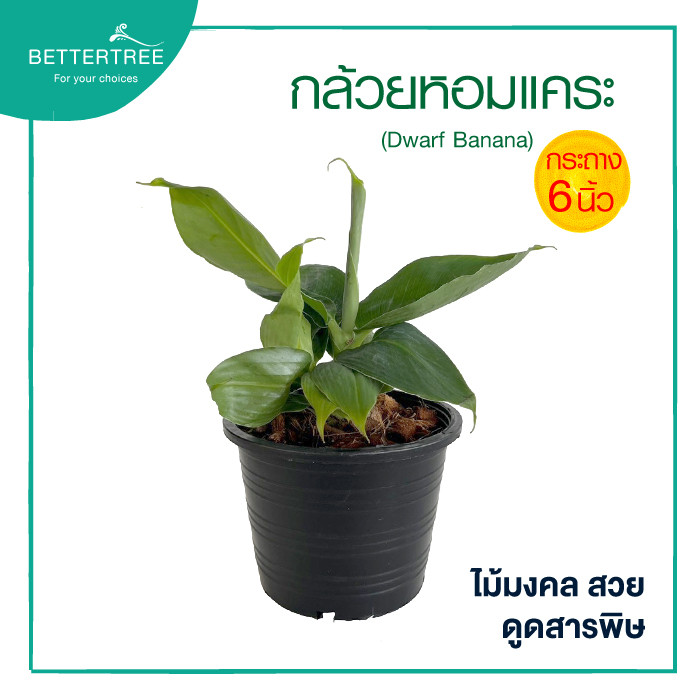 กล้วยหอมแคระ(กระถาง 6 นิ้ว) ไม้มงคล ไม้ฟอกาอากาศ Dwarf Banana - รูปที่ 2