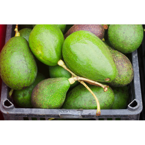 อะโวคาโด (กล่อง 1 กิโลกรัม) พันธ์ุบัคคาเนีย บูส 7 แฮส 034 พื้นเมือง