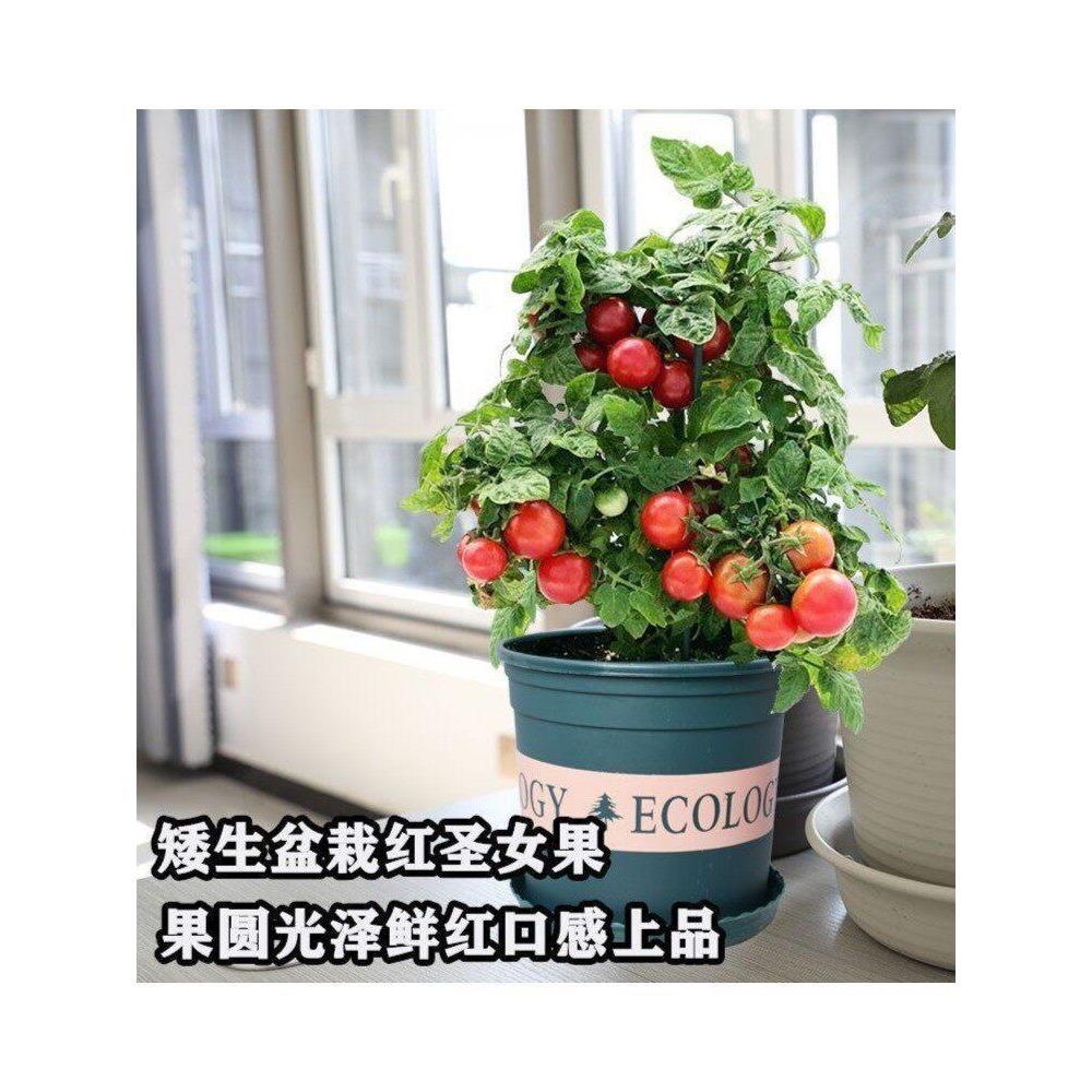 现货*爬藤盆栽红番茄种子黄番茄种小西红柿水果蔬菜种子四季播圣女果种Climbing potted red tomato seeds, yellow tomato seeds, small West.2