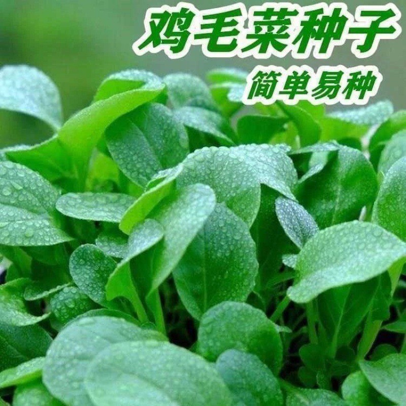 现货鸡毛菜种子18天速生鸡毛菜籽种子四季播盆栽耐热抗病蔬菜种子Baby bok choy seeds, 18-day fast-growing baby bok choy seeds20260331