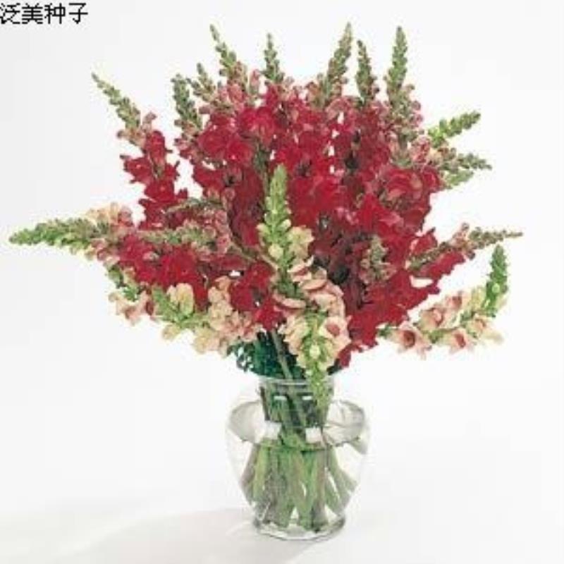 American Pan-American Seed Cut Flower Type Goldfish Grass Poto Mark Series การผลิตครบรอบได้ 10 แคปซู