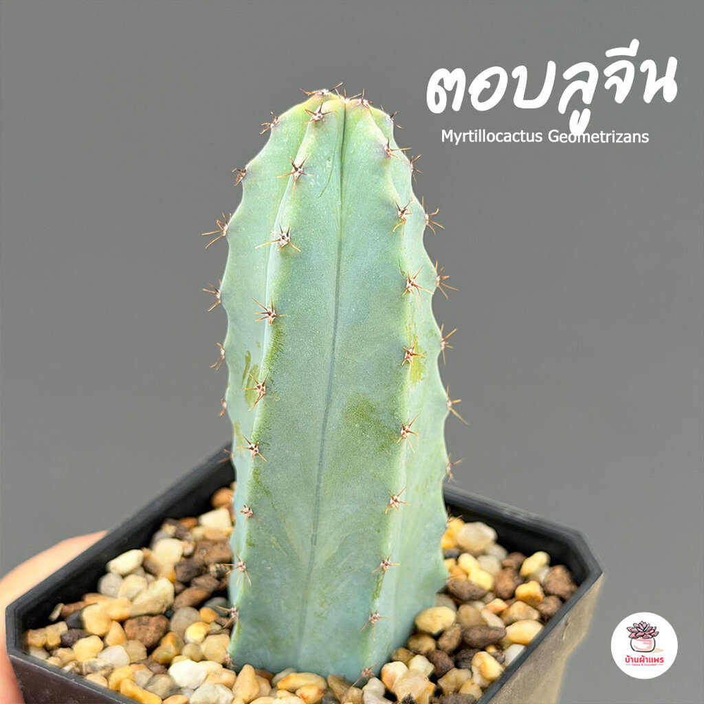 ตอบลูหนามถี่ ตอบลูจีน ( Myrtillocactus Geometrizans ) ตอกราฟไม้ แคคตัส กระบองเพชร cactus&succulent