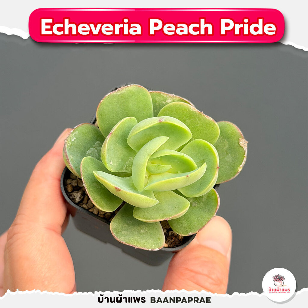 รวมกุหลาบหินและไม้อวบน้ำ หลายสายพันธุ์ ส่งทั้งกระถาง cactus&succulent - รูปที่ 5