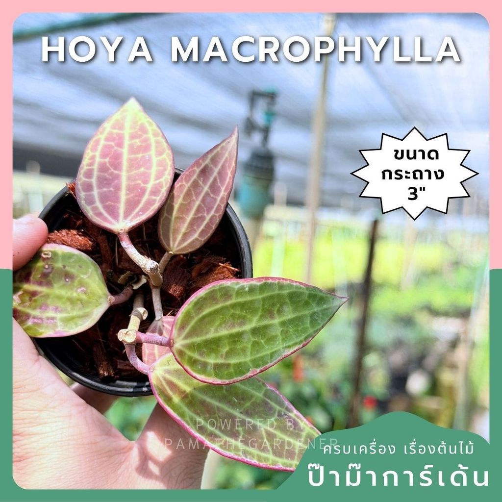 โฮย่า มาโครฟิลลา กระถาง 3 นิ้ว - Hoya Macrophylla (ใบสวยลายชัด)
