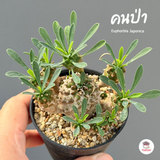 คนป่า Euphorbia Japonica แคคตัส กระบองเพชร cactus&succulent