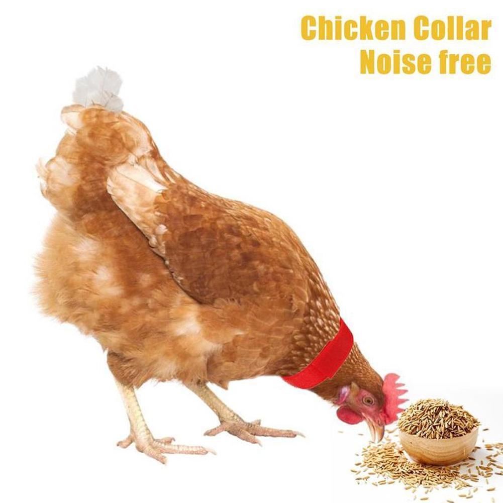 No Crow Rooster Collar ปลอกคอไก่ ไร้เสียงรบกวน ป้องกันตะขอ ไก่จากกรีดร้อง T7v7