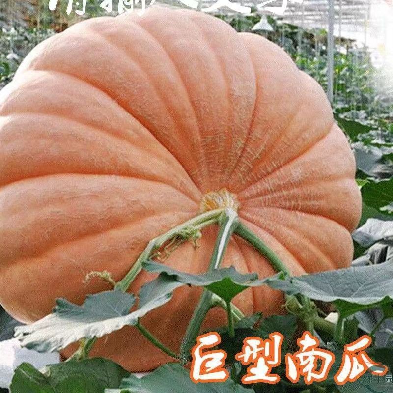 现货热卖巨南瓜种子大南瓜子大号南瓜种子易种观赏南瓜种子Giant Pumpkin Seeds Large Pumpkin Seeds20260322