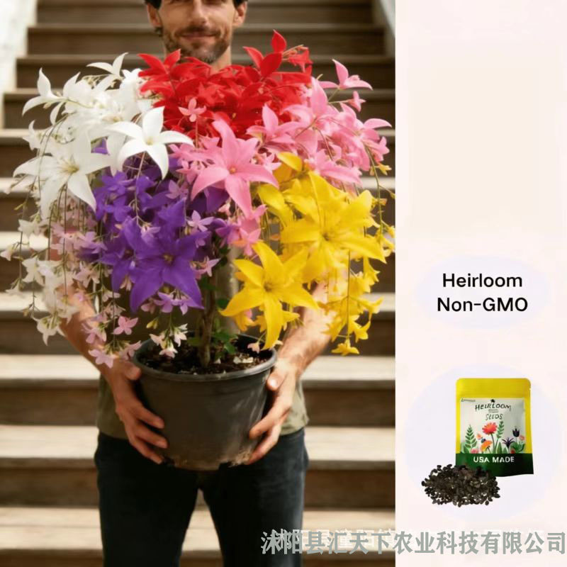 现货*垂丝茉莉种子泰国垂丝茉莉花种子阳台四季盆栽花种籽Trailing Jasmine Seeds, Thai Trailing Jasmine Flower Seeds20260322