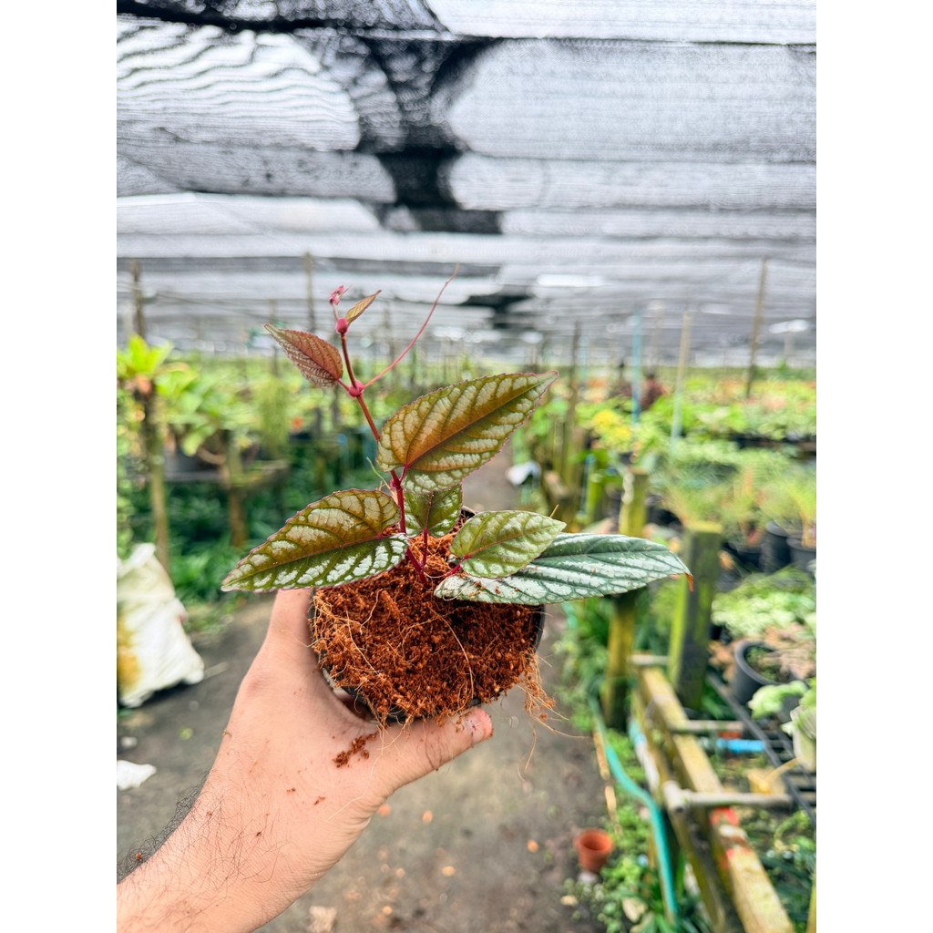 พลูนางฟ้า 4 นิ้ว - Silver Satin Pothos - View 2