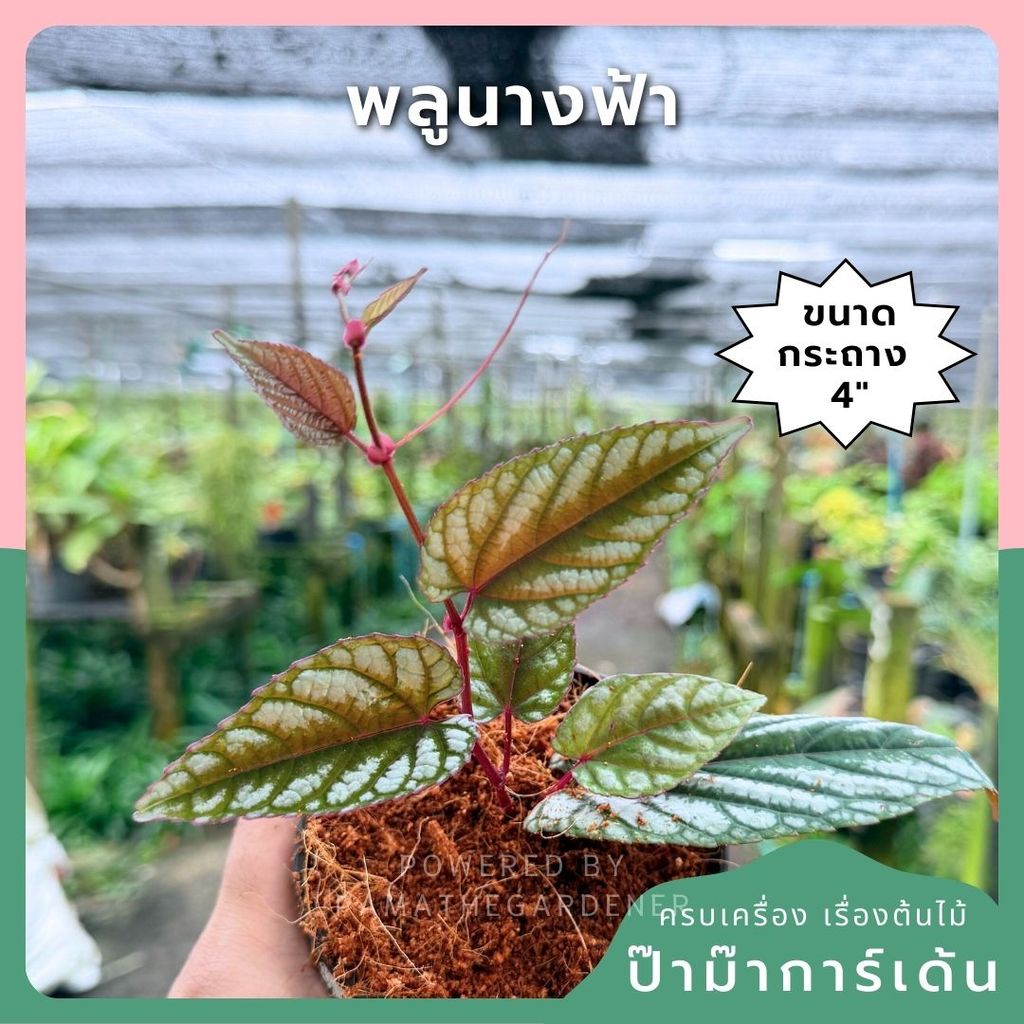 พลูนางฟ้า 4 นิ้ว - Silver Satin Pothos