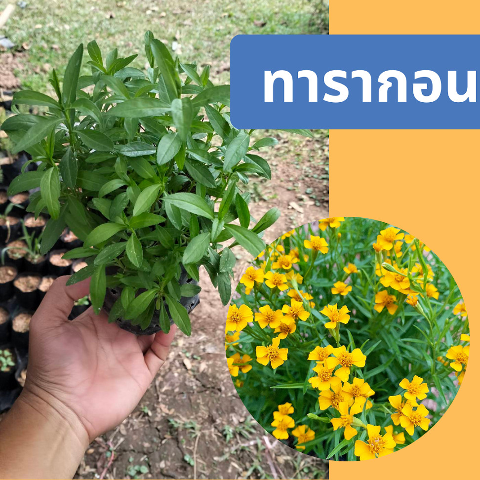 ต้นทารากอน สมุนไพรพืชหอมจากต่างประเทศ ปลูกเมืองร้อนได้ดี