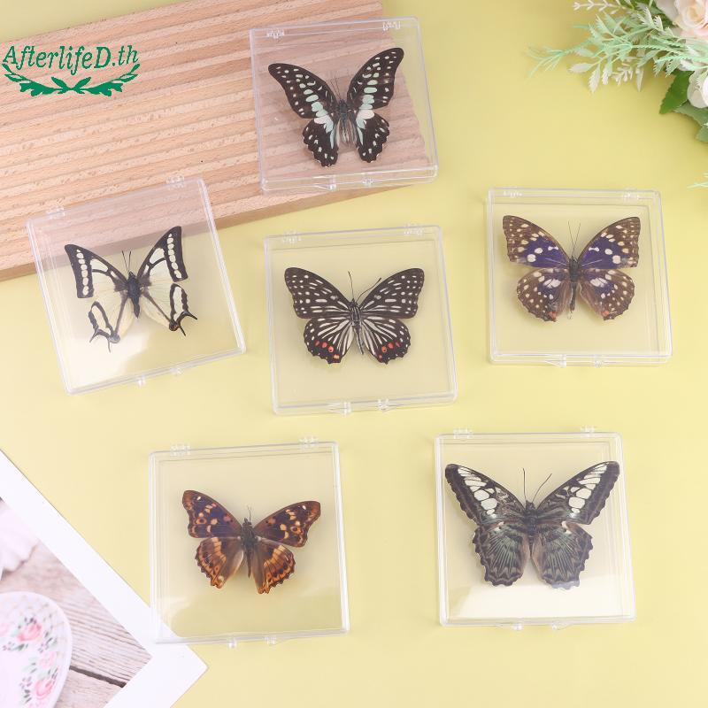 AF 1 ชิ้นตัวอย่างแมลงตัวอย่างผีเสื้อสําหรับเด็กผู้หญิง, วันเด็ก, วันครู, ของขวัญประณีต, ตกแต่งบ้าน A