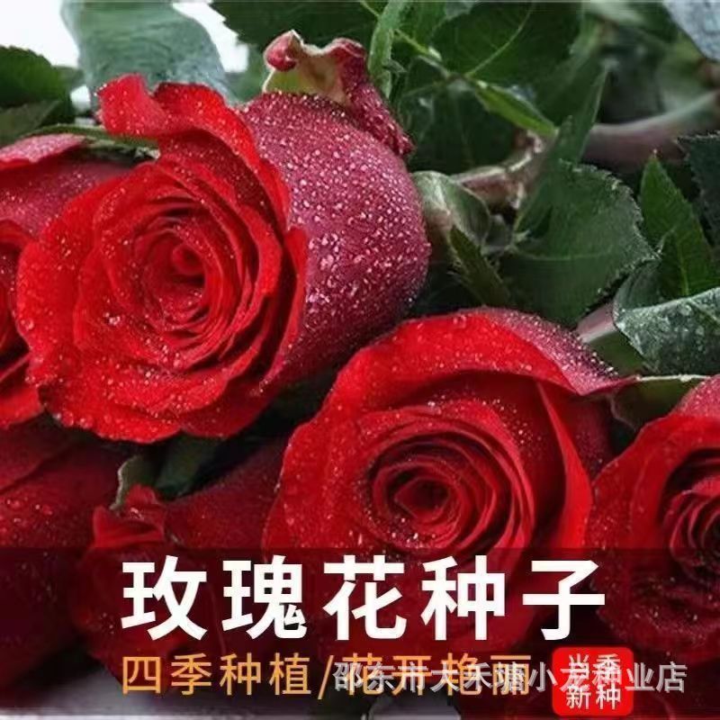 现货热卖原装玫瑰花种子红玫瑰种子正宗四季播种室外阳台盆栽庭院花卉种籽Original Rose Seeds Red Rose Seeds Authentic Four20260330